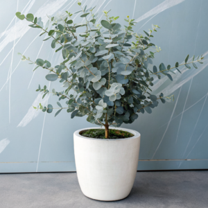 Collector’s Eucalyptus Archieri – Limited Edition